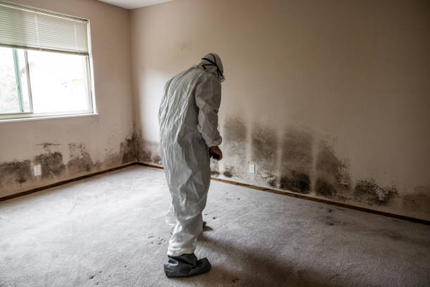 Best Industrial Mold Remediation in Rogers, AR